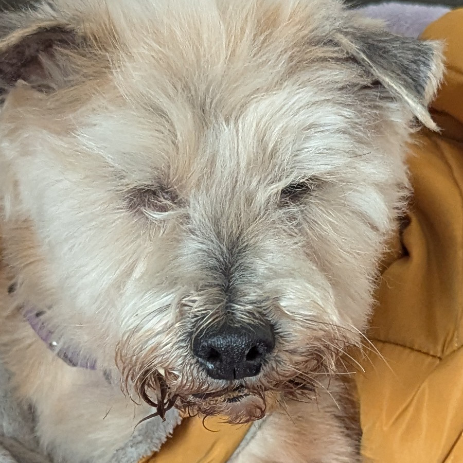  | Raza Mestizo | Final Feliz