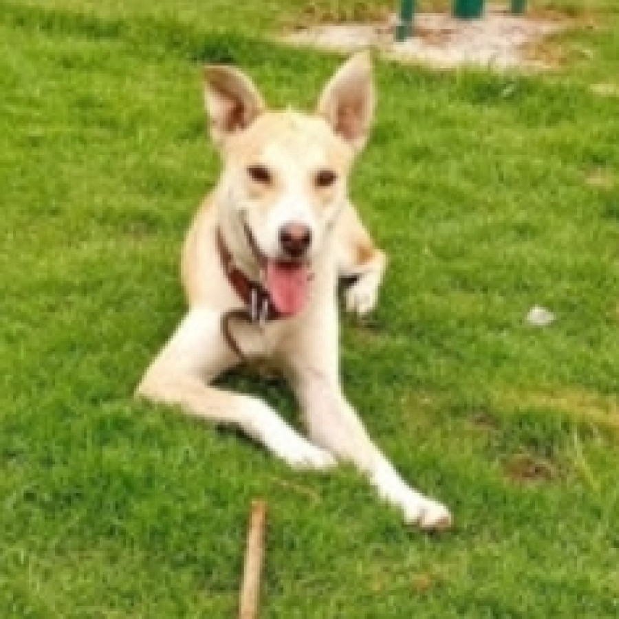 CANELO | Raza Mestizo, cruza de Husky | En Adopción