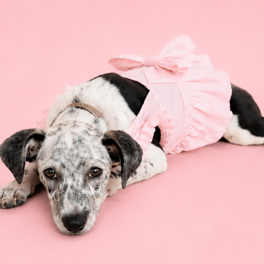 PECOSITA (DISCAPACITADA) | Raza Mestiza | En Adopción