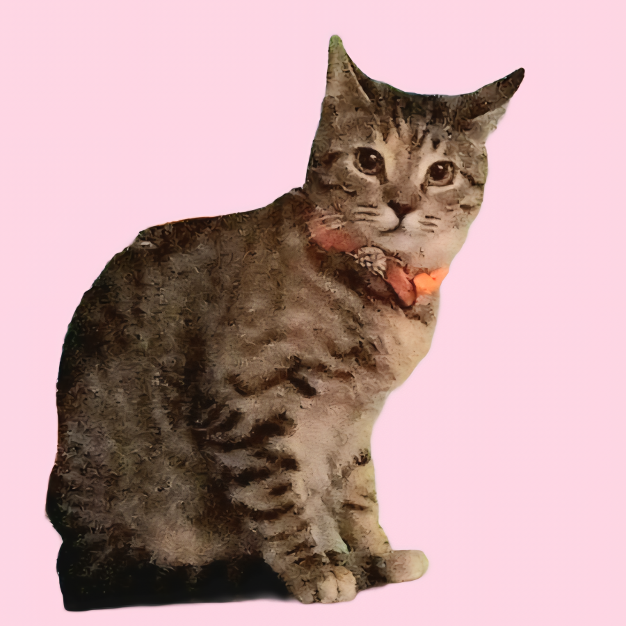 FRUTSI BEBÉ | Raza Doméstico Americano de pelo corto | Perdida