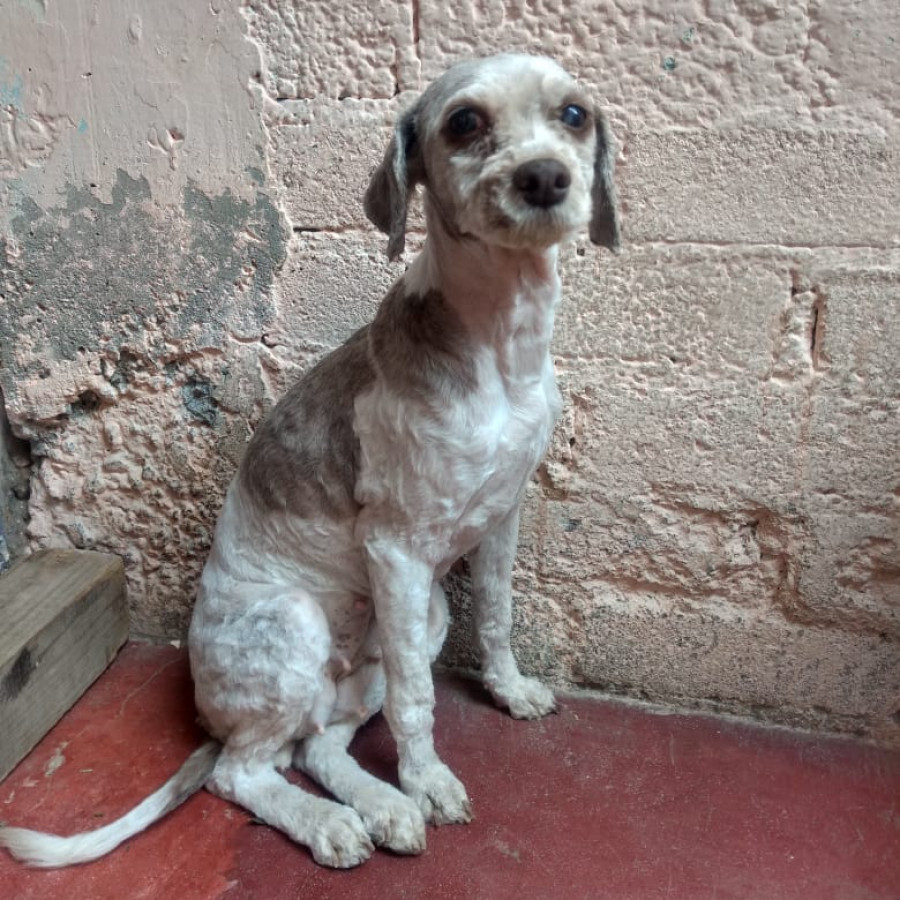 VAQUITA | Raza Mestiza | Perdida