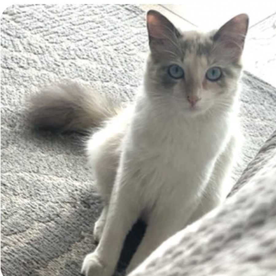 GATO | Raza Balinés punto Calicó | Perdida