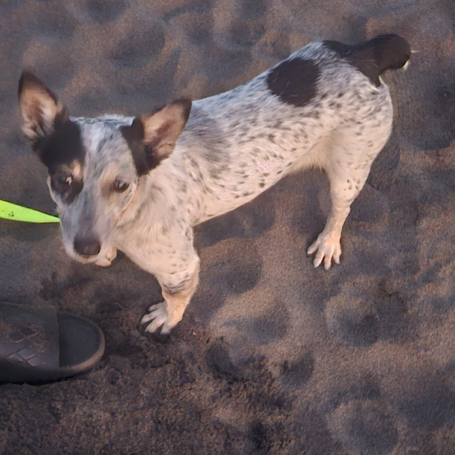 MOSHI | Raza Mestiza, cruza de Ganadero Australiano con Welsh Corgi | Perdida