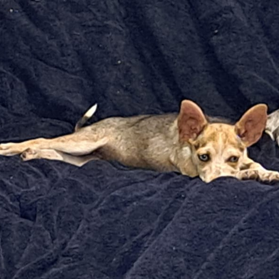 DINAMITA | Raza Chihuahua | Final Feliz
