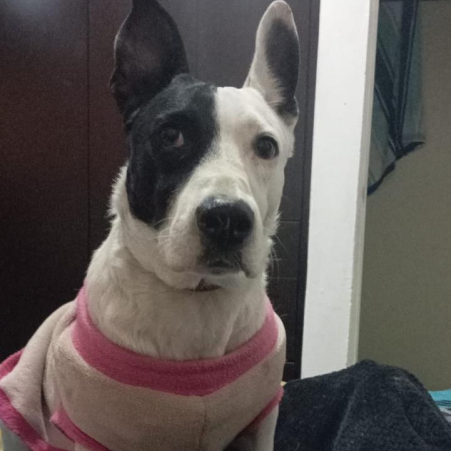 MOLLY | Raza Mestiza | Final Feliz