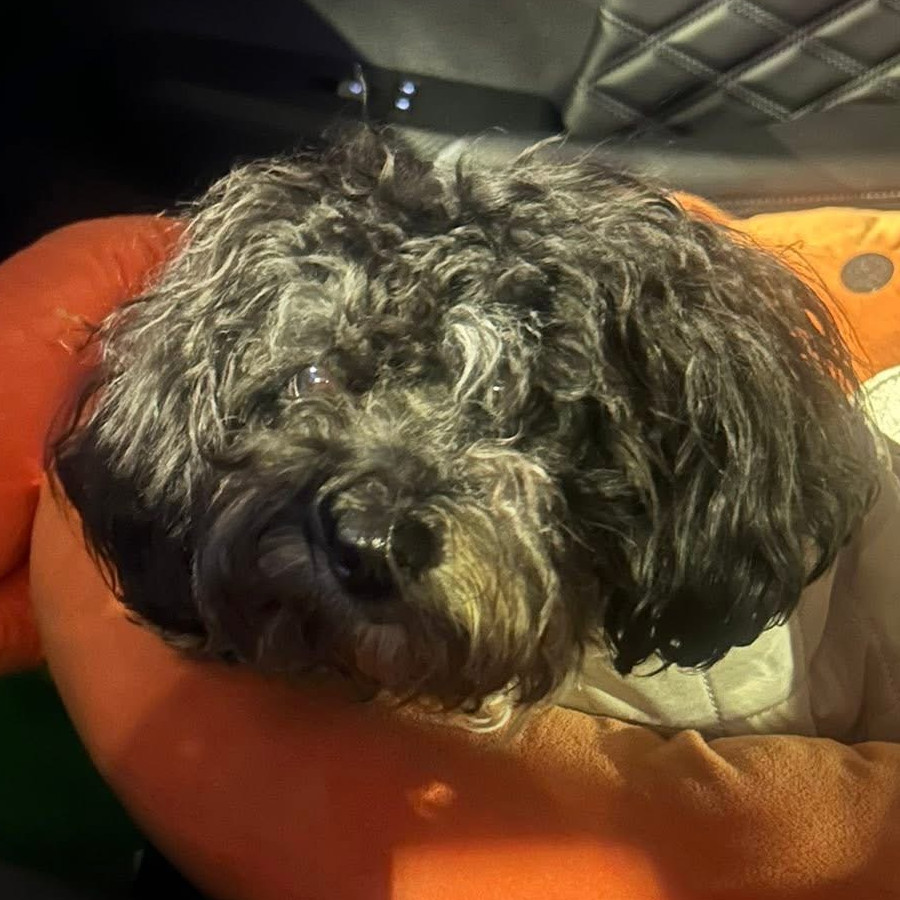 BERRY | Raza Mestiza, cruza de Schnauzer con Poodle. (Schnoodle) | Perdida