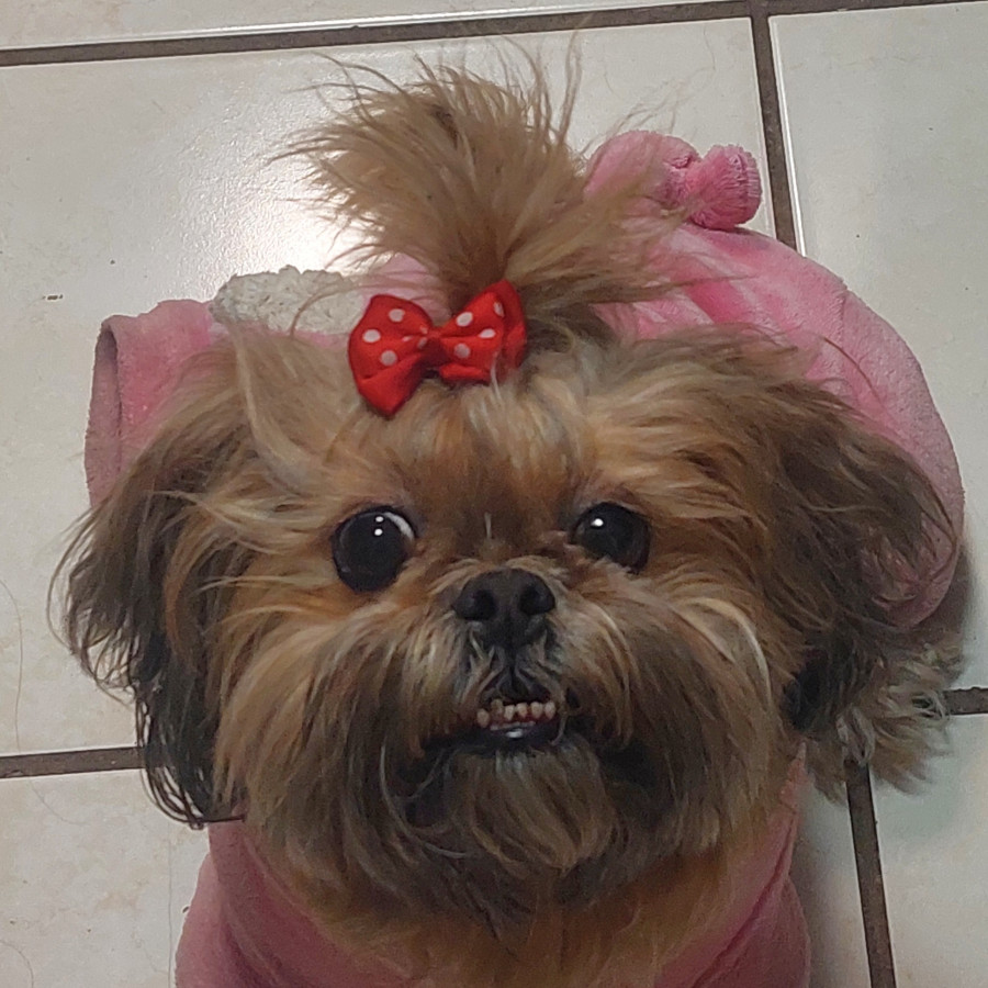 BRISSA | Raza Shih Tzu  | Perdida