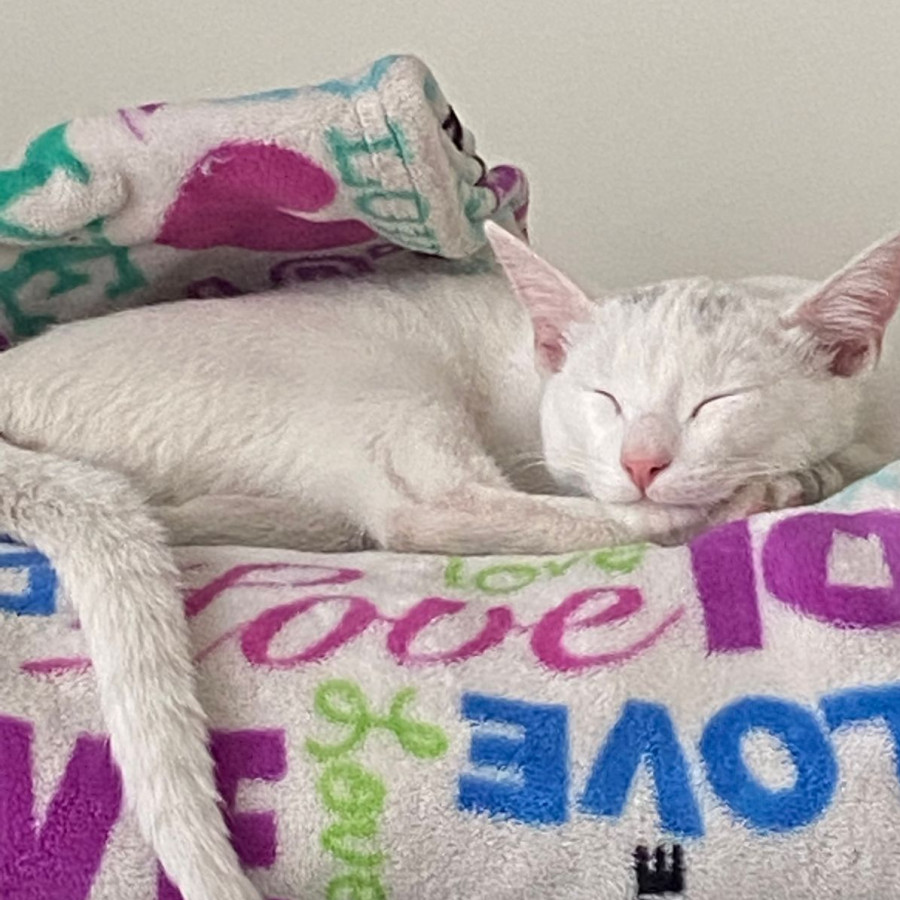 VALIKITIO, VALKI O GATO | Raza Doméstico Américano de Pelo Corto | Perdido