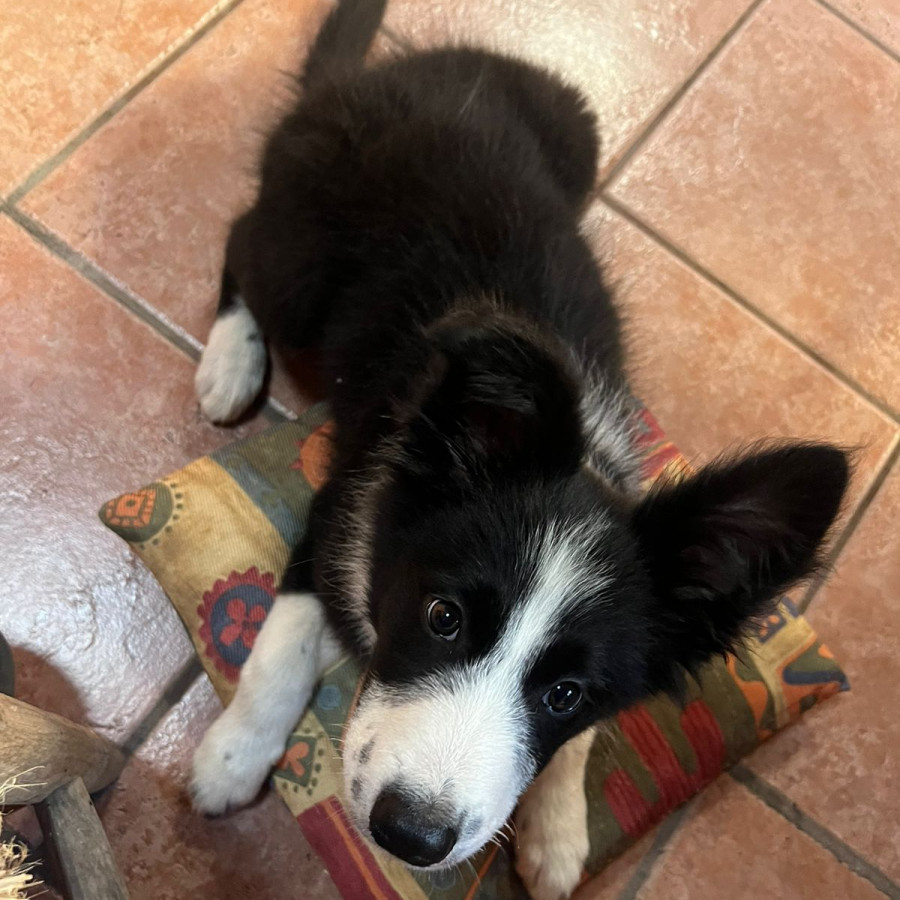 KEIKO | Raza Border Collie  | Perdida