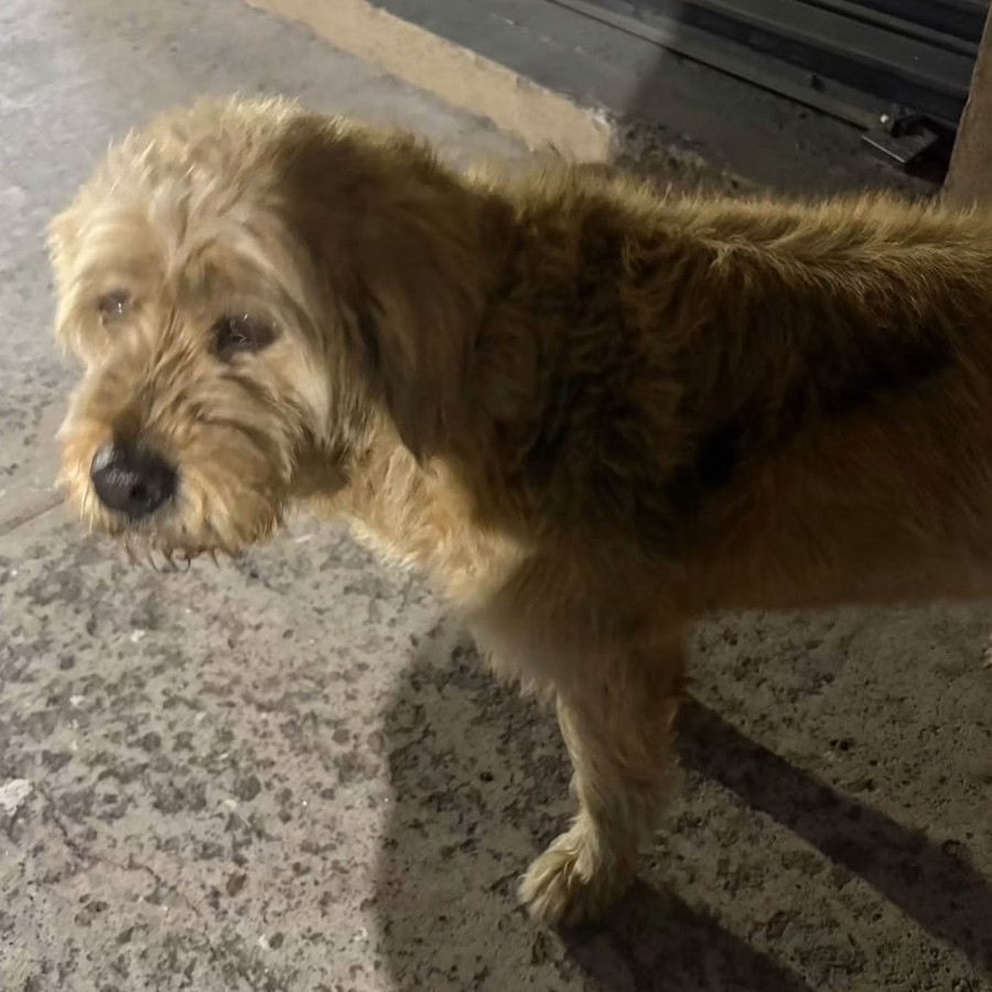 CANDY | Raza Mestiza, cruza de Maltés con Labrador | Perdida