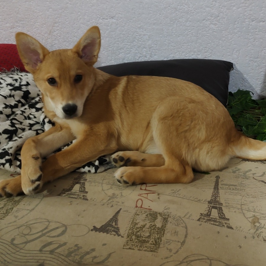 MISKA | Raza Mestiza | Final Feliz