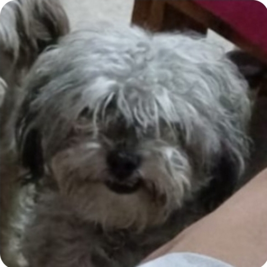 CHATA | Raza Mestiza, cruza de French Poodle con Schnauzer,  (Schnoodle) | Perdida