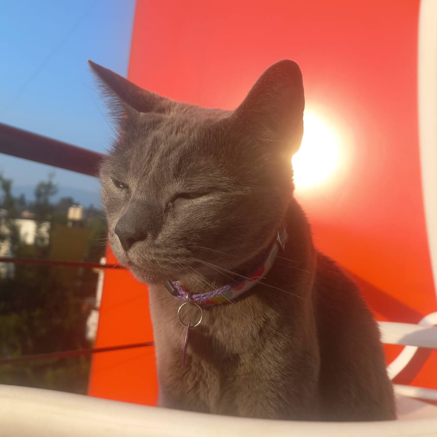 MAGGIE | Raza Ruso Azul | Final Feliz