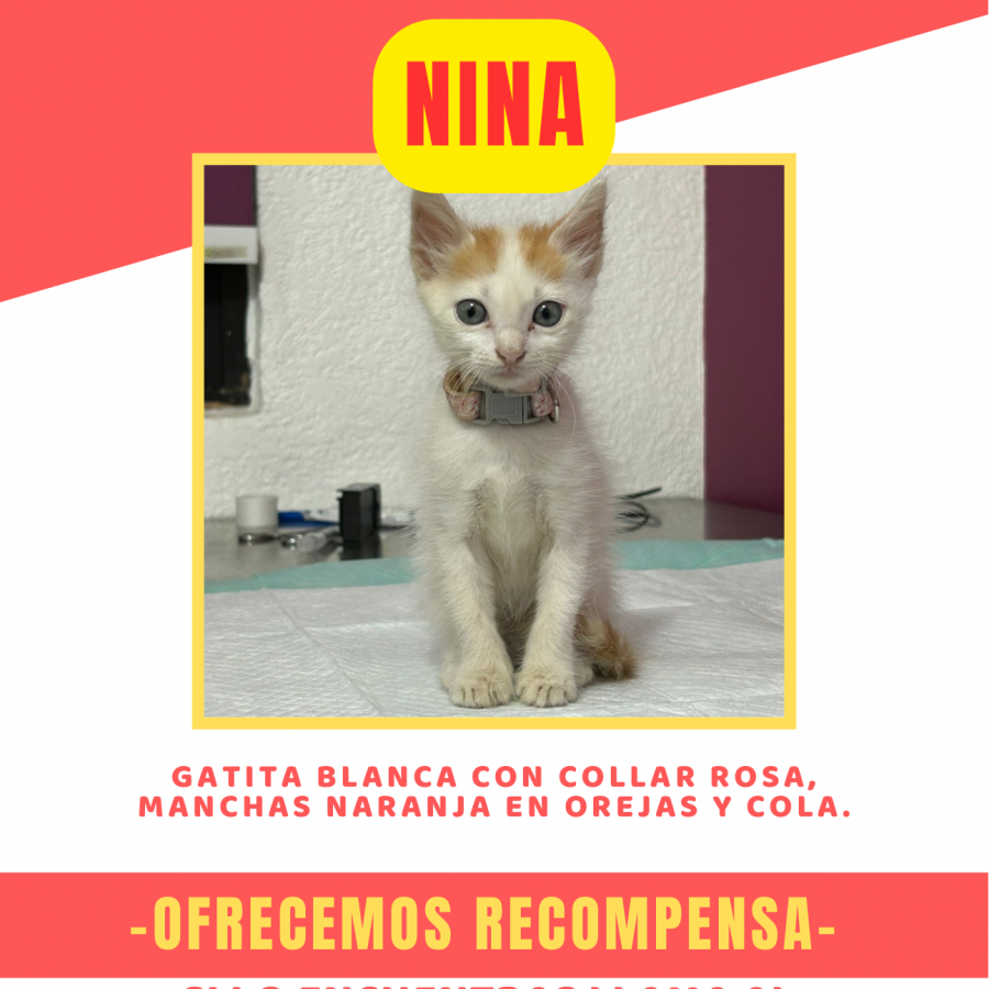 NINA | Raza Doméstico Americano de pelo semilargo | Perdida