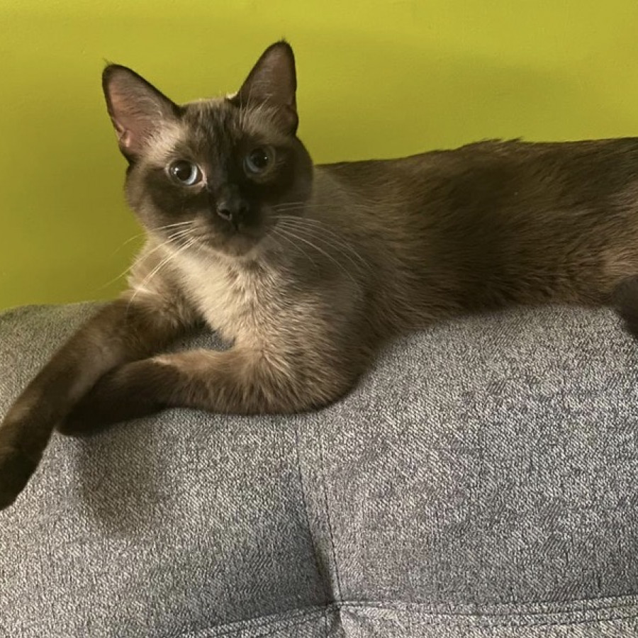 MAX | Raza Siamés Punto Foca | Perdido