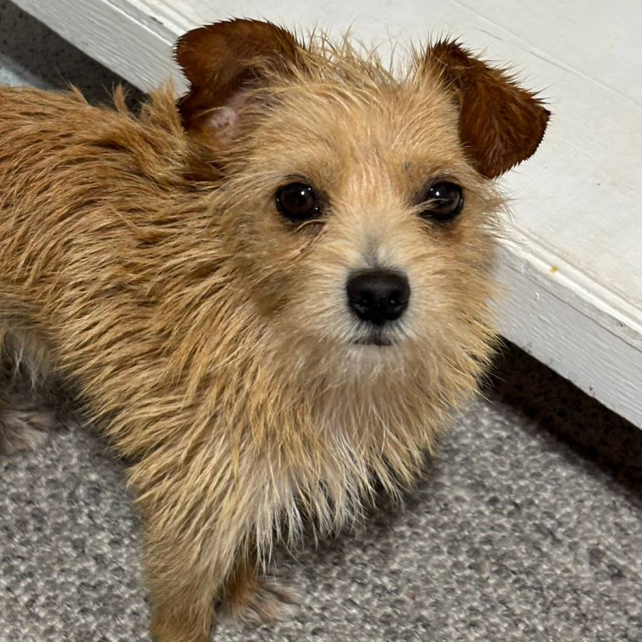 RAMBO | Raza Mestizo | Perdido