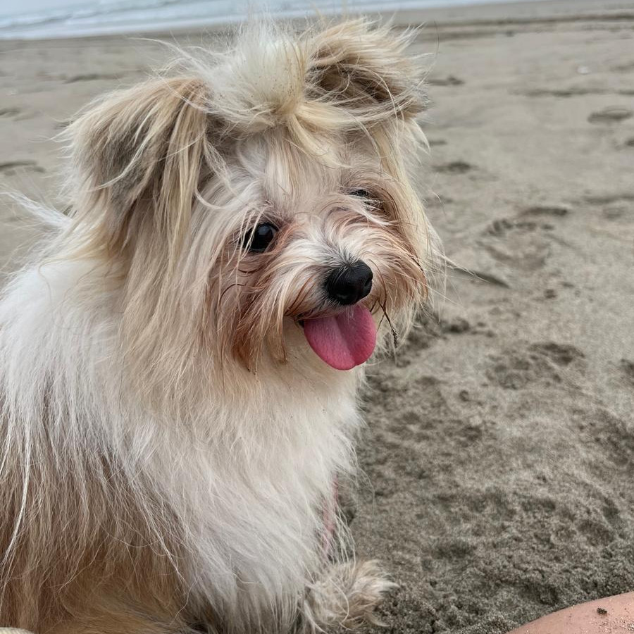 ROKO Y MILO | Raza Shih Tzu y cruza de Shih Tzu con Yorkshire Terrier | Perdido