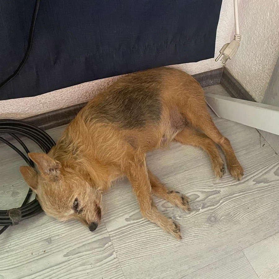 MATTY | Raza Mestiza, Cruza De Chihuahua Con Yorkshire Terrier | Perdida