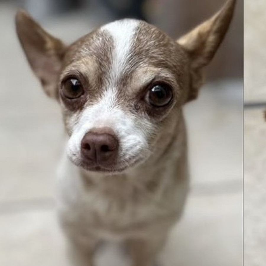  | Raza Chihuahua | Encontrado