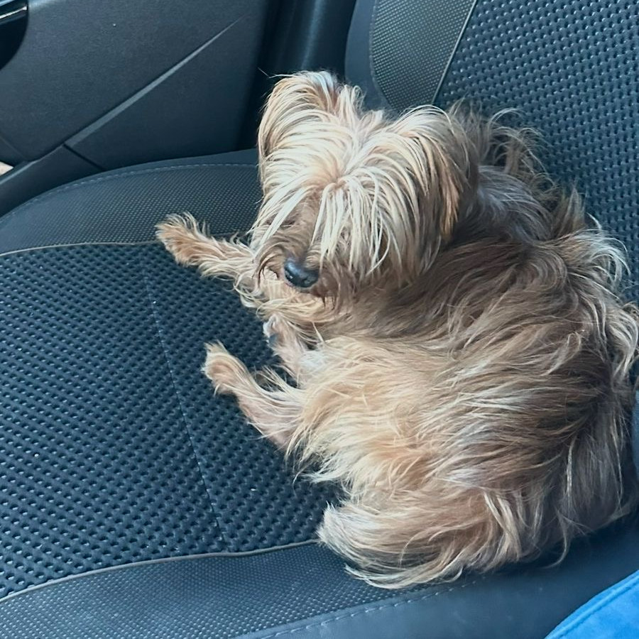 PEACH | Raza Yorkshire Terrier (Yorkie) | Final Feliz