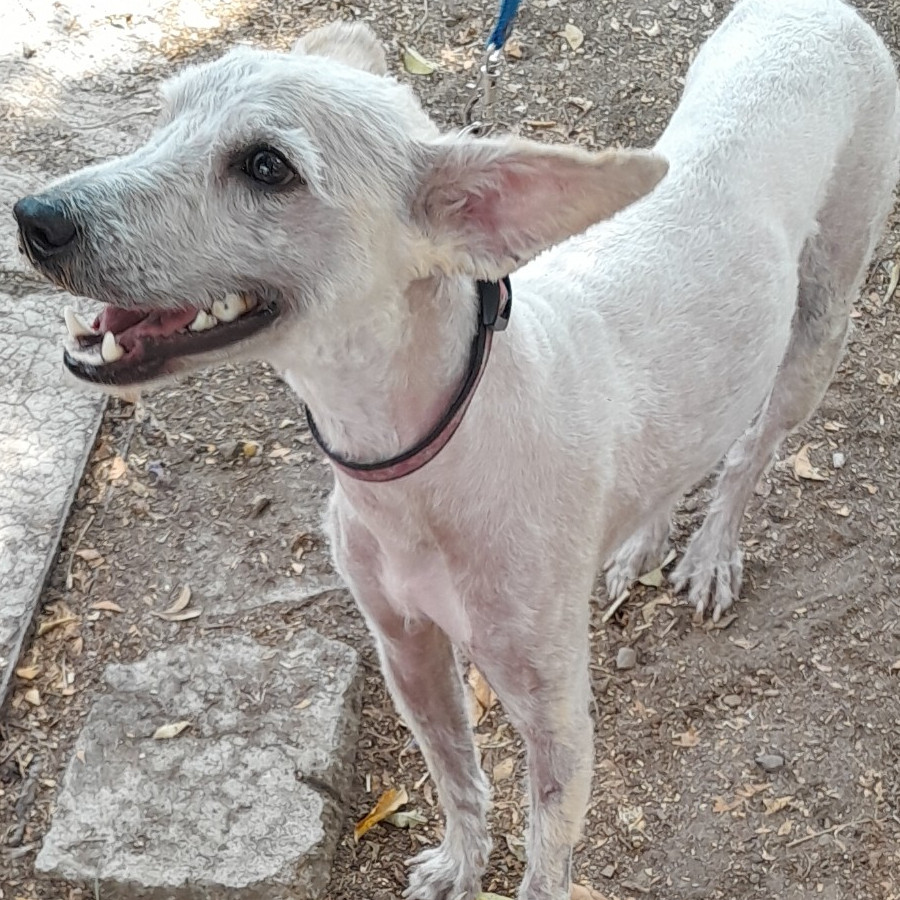  | Raza French Poodle o Caniche | Encontrada