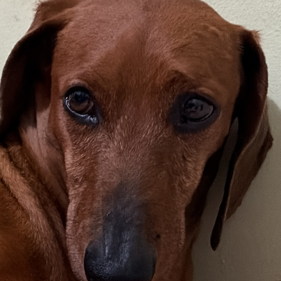 CHACHO | Raza Dachshund o Salchicha  | Perdido