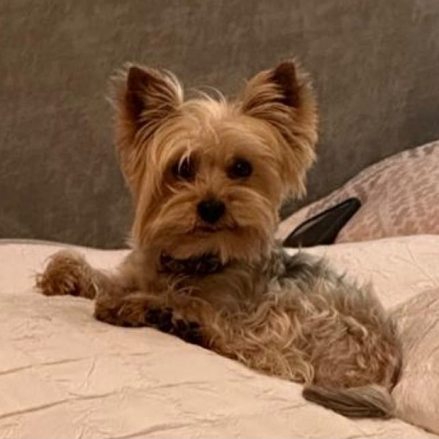 CAMILO | Raza Yorkshire Terrier (Yorkie) | Perdido