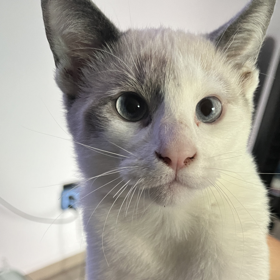 MICHI | Raza Aslan o Siamés moderno, punto tabby | En Adopción