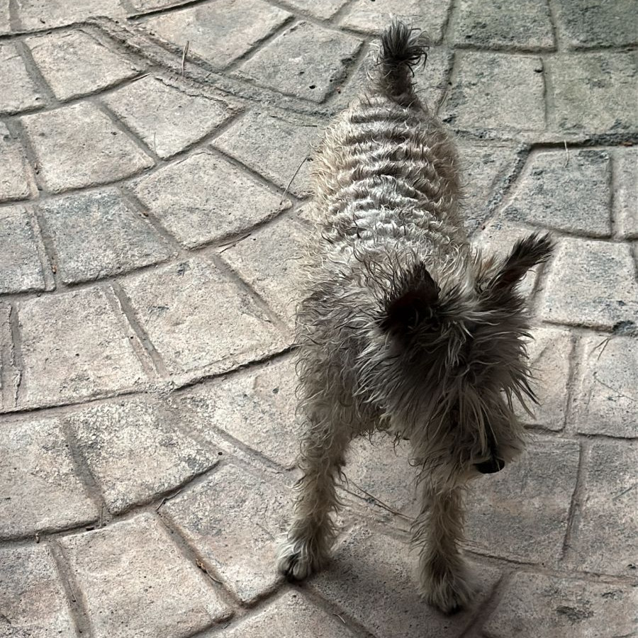 NALA | Raza Schnauzer Miniatura  | Perdida