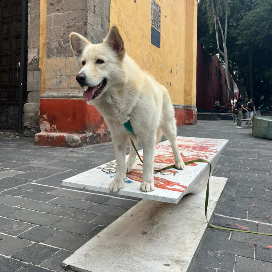  | Raza Mestizo, cruza de Husky Siberiano | Encontrado