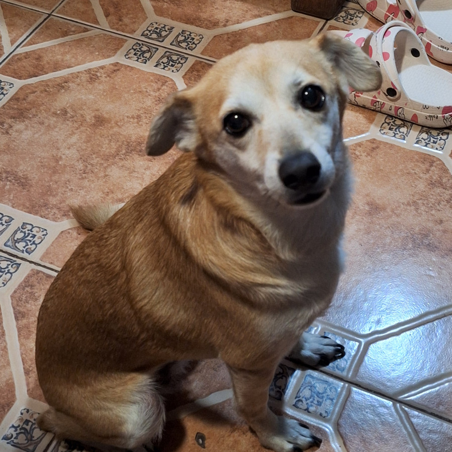 CANELA | Raza Mestiza, cruza de Chihuahua | Perdida