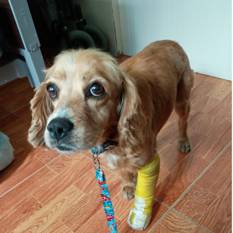  | Raza Cocker Spaniel | Encontrada