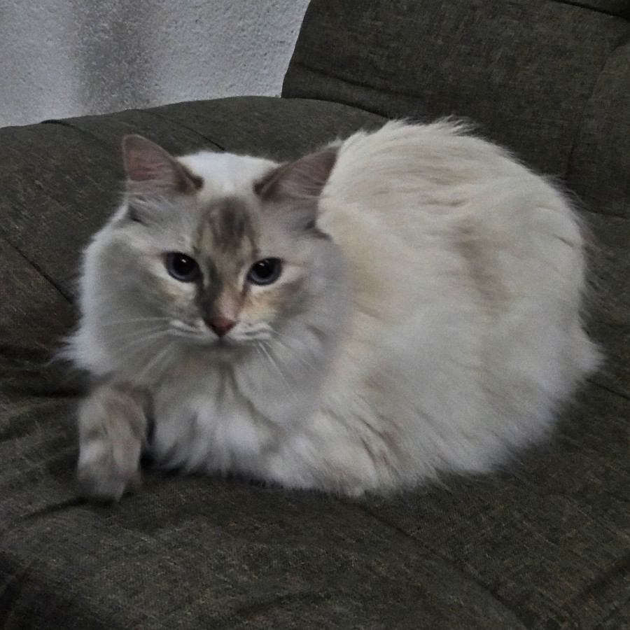 ESNORQUITA | Raza Balinés punto tabby | Perdida