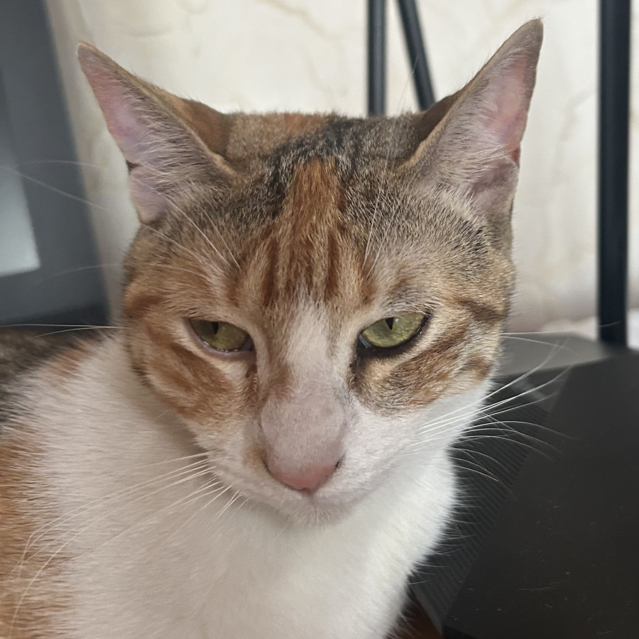 MORGANA | Raza Calicó De Pelo Corto | Perdida