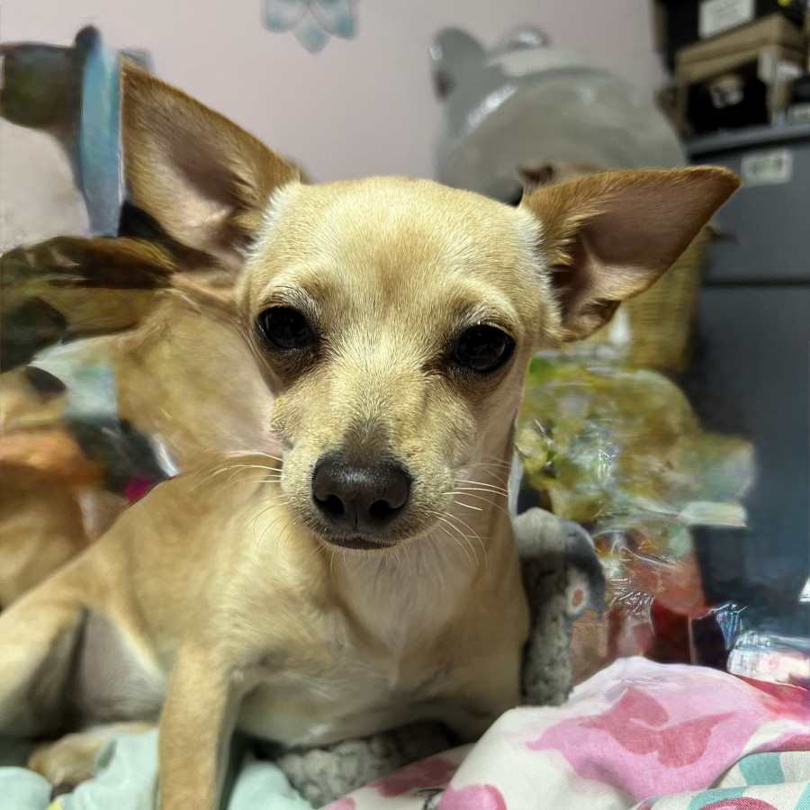 HONEY | Raza Chihuahua | Perdida