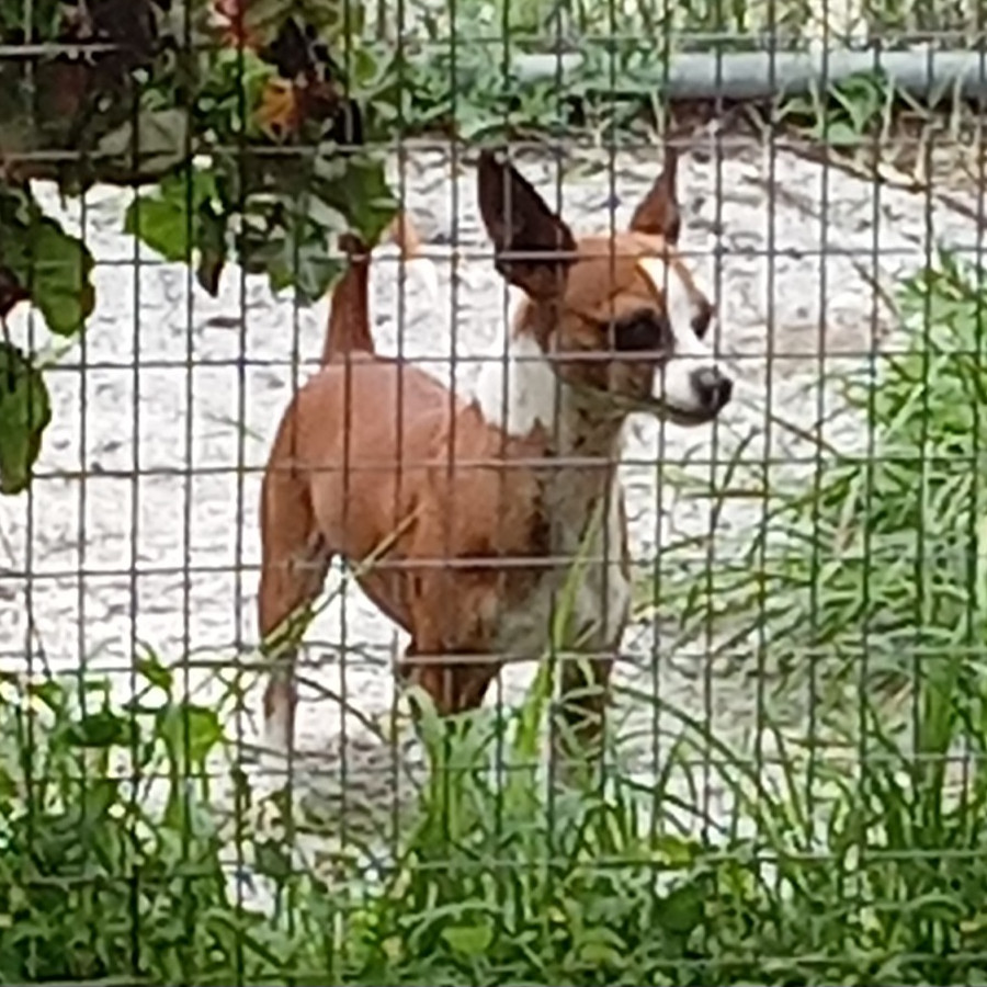  | Raza Mestizo, cruza de Chihuahua | Encontrado