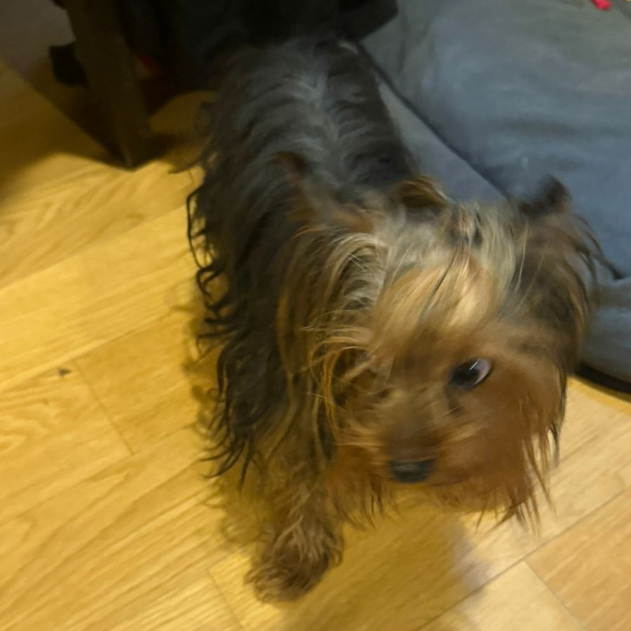  | Raza Yorkshire Terrier (Yorkie) | Final Feliz