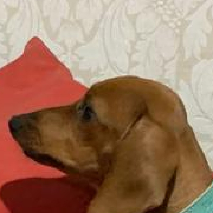 MILA O TOTO | Raza Dachshund o Salchicha  | Perdida