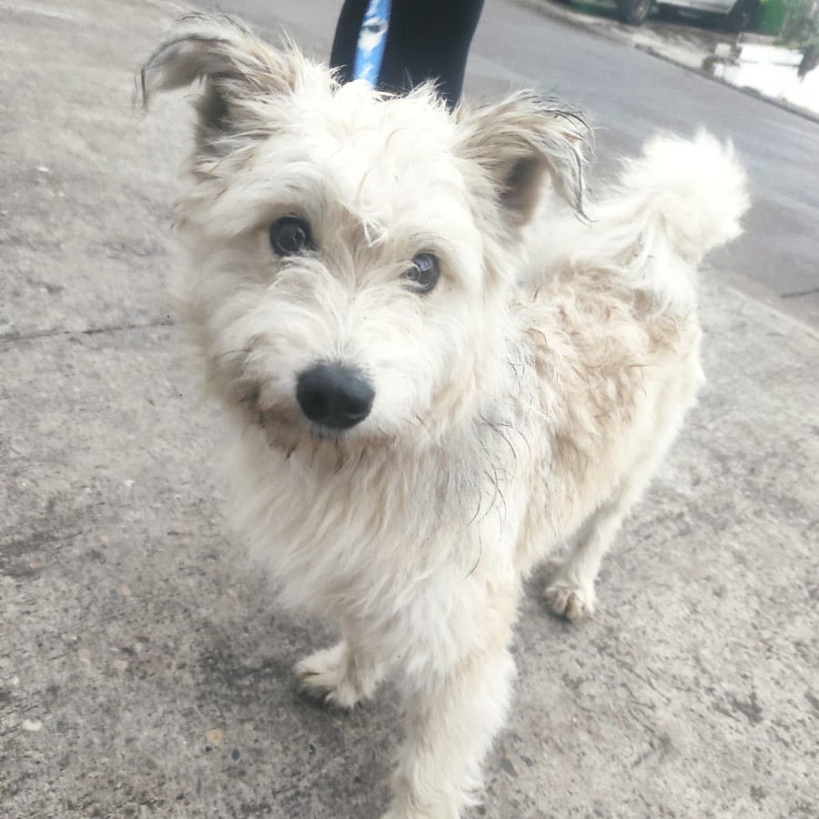  | Raza Mestizo, posible cruza de Schnauzer con Poodle, Schnoodle | Encontrado