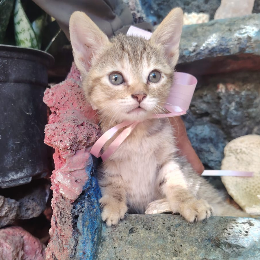 HERMOSA GATITA | Raza Doméstico Américano de Pelo Corto | En Adopción