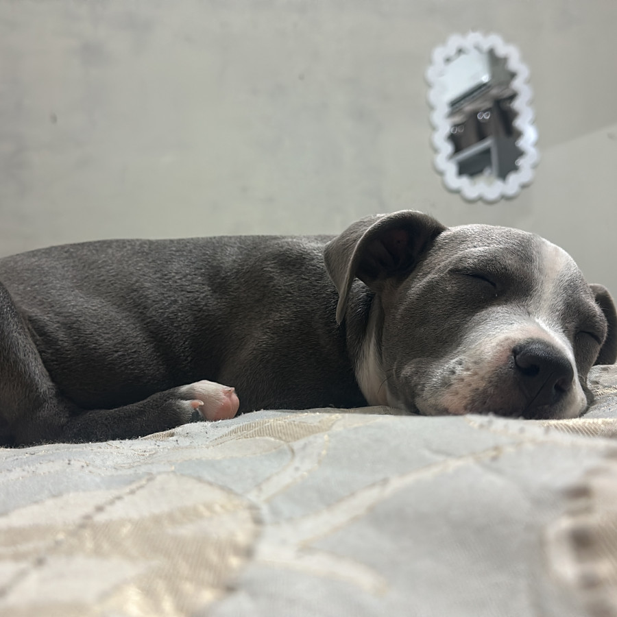 DOBY | Raza American Pitbull Terrier | Final Feliz