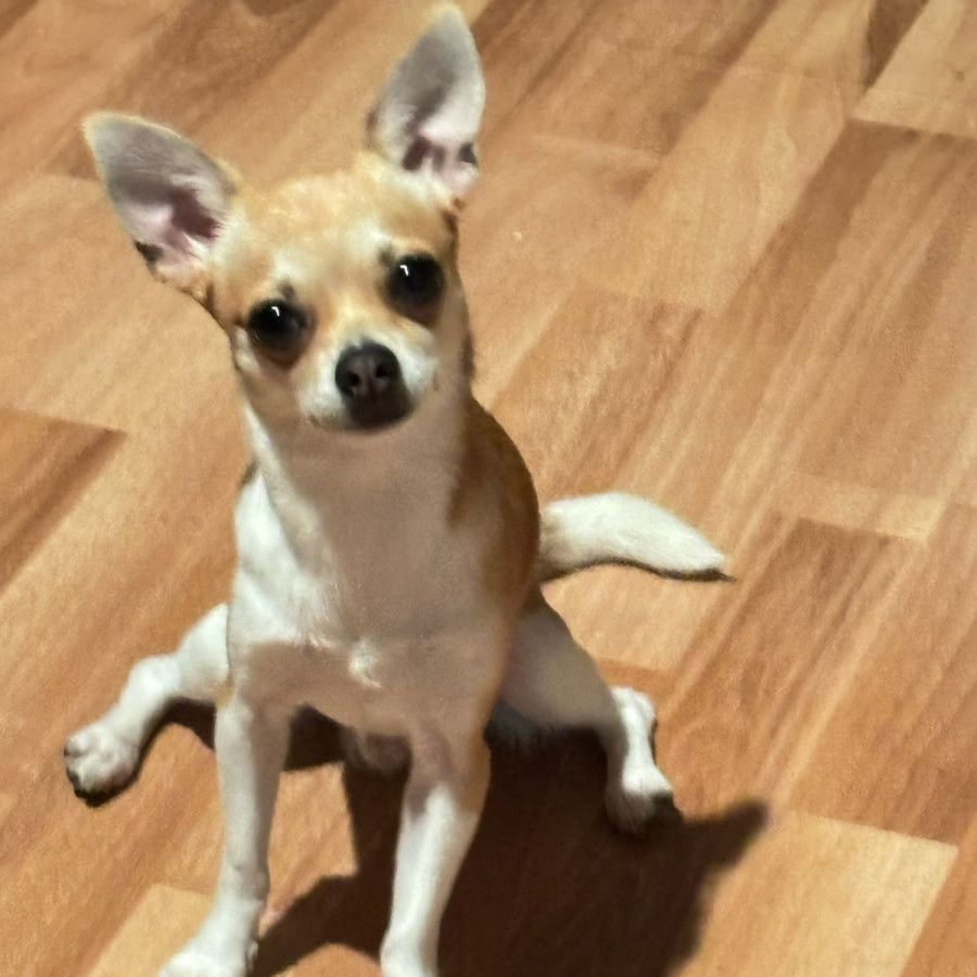 TAQUITO | Raza Chihuahua | Perdido