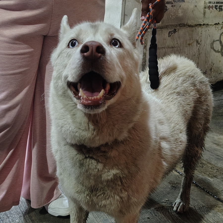  | Raza Mestiza, cruza de Husky Siberiano | Encontrada