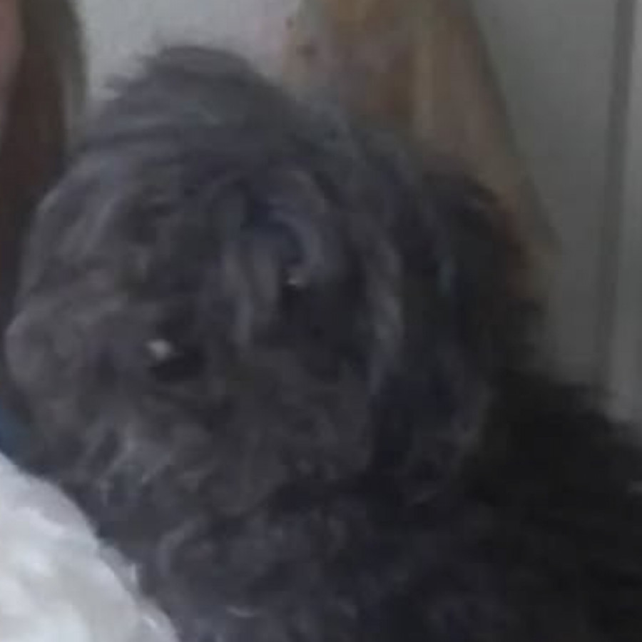 LUPITA | Raza French Poodle o Caniche | Perdida