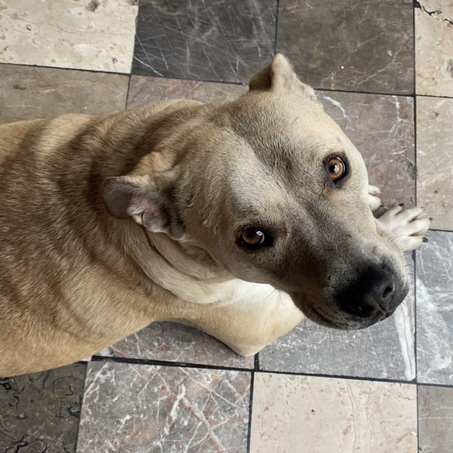 | Raza Mestizo, cruza de Labrador | Encontrado