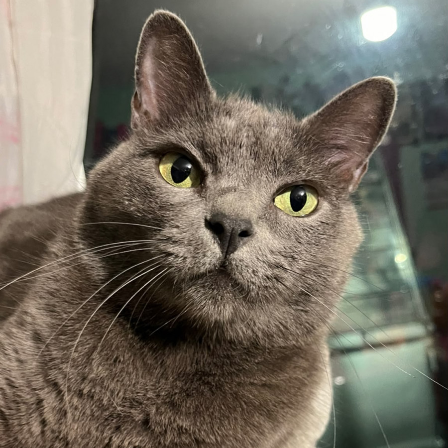GRIS | Raza Ruso Azul | Perdido
