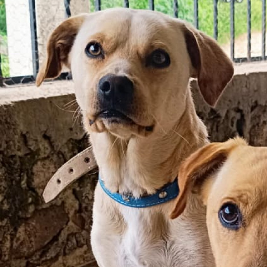 BALU | Raza Mestizo | Perdido