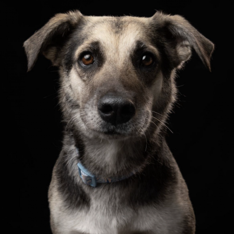 JULIA | Raza Mestiza, cruza de Pastor Alemán | En Adopción