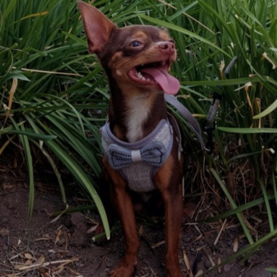 COPPER | Raza Chihuahua | Final Feliz