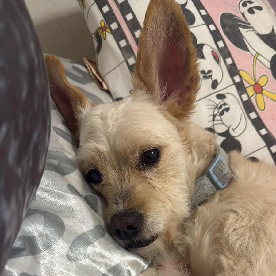 MILO | Raza Mestizo, cruza de Maltés | Perdido